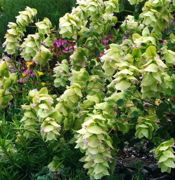Origanum acutidens photo